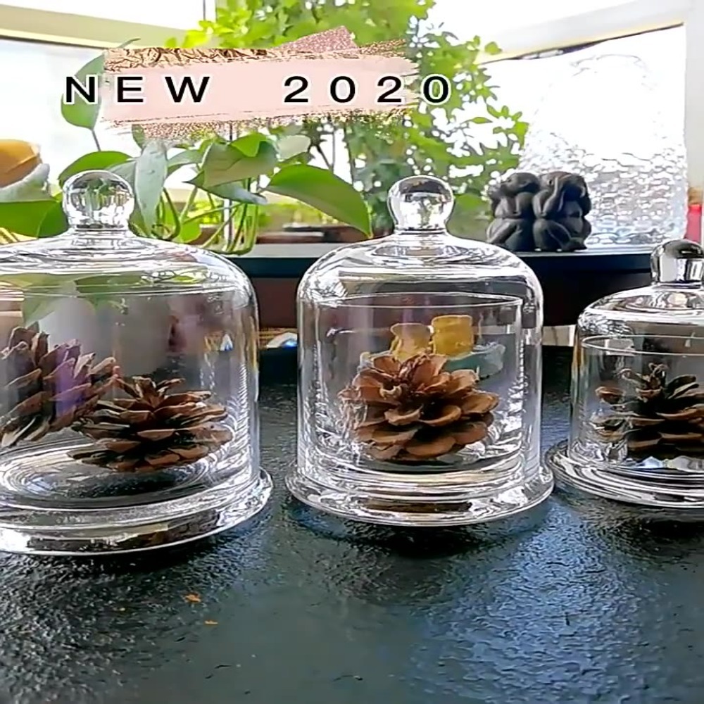 Food Storage In Plants - Cam Saklama Kavanozu Ebedi Çiçek 8