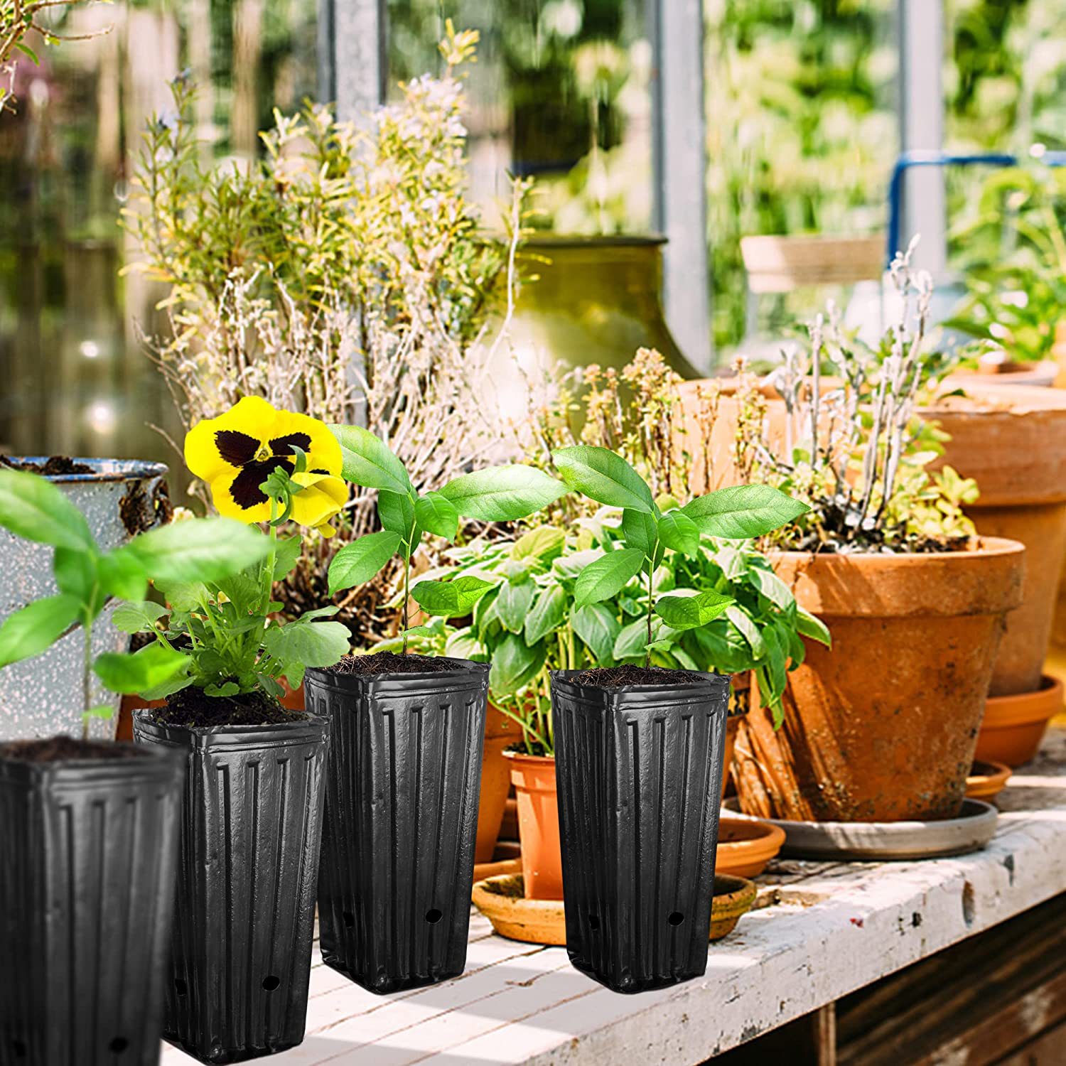 10 adet uzun kare bitki ekim k - Food Storage Plants incelemesi ve fiyatı