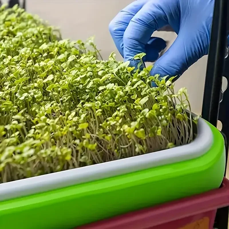 2026 yeni model ev tipi toprak - Food Storage Plants incelemesi ve fiyatı