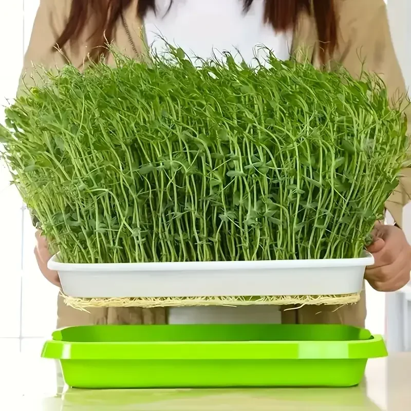 2026 yeni model ev tipi toprak - Food Storage Plants incelemesi ve fiyatı